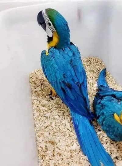 blue macaw parrot chicks for sale contact number (03215307642)