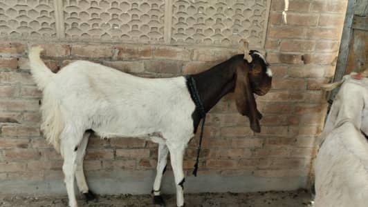 Nawab Shah Bakre
