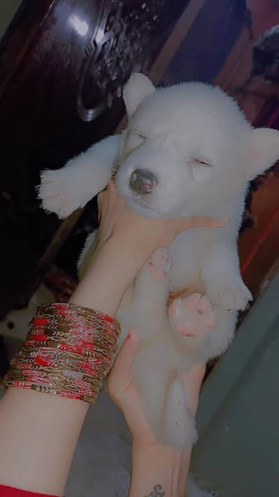 active puppy huskysiberian health puppy