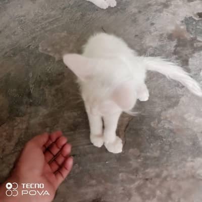 persian male female 3 cates hen pr cat 4000