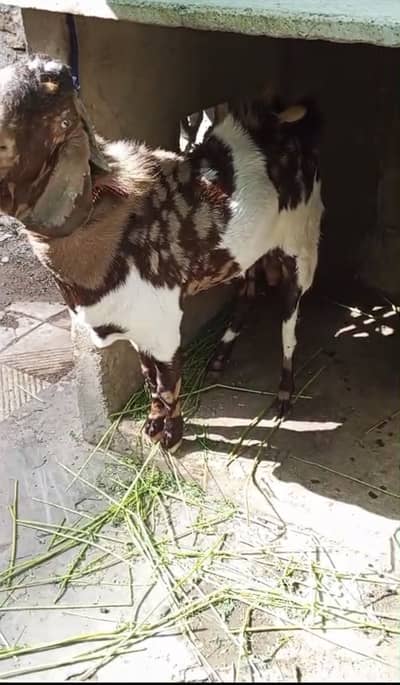Billy goat