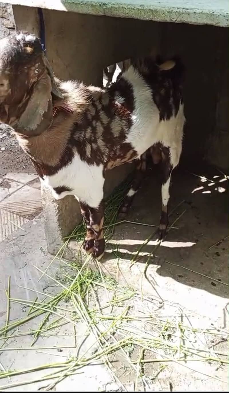 Billy goat 0