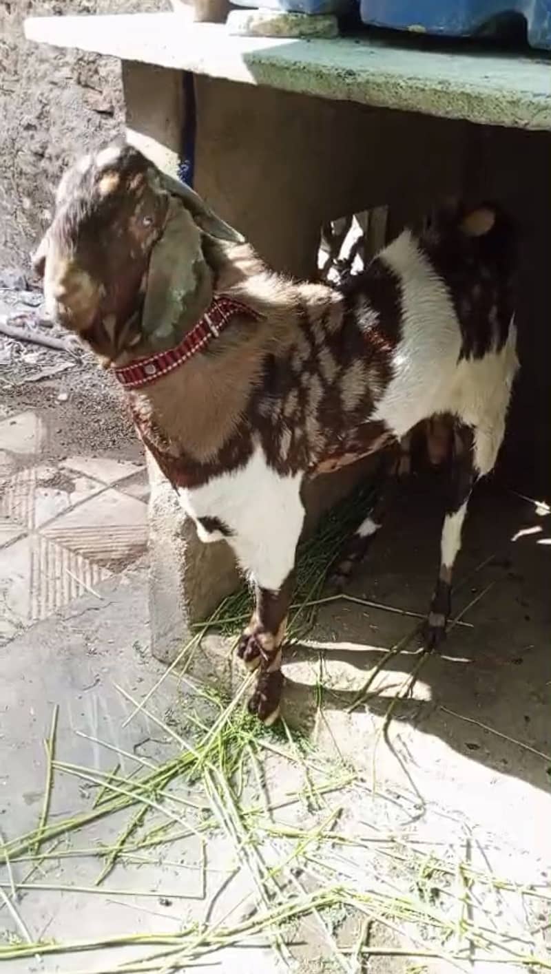 Billy goat 1