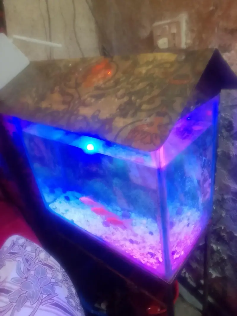 fish aquarium for urgent sale