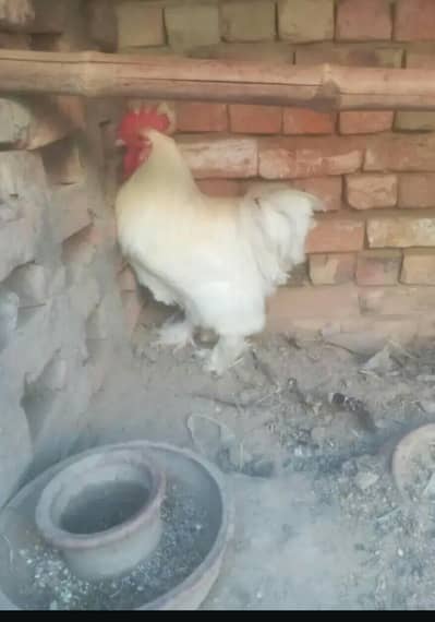 white polish male,white buff male and black buff par for sell