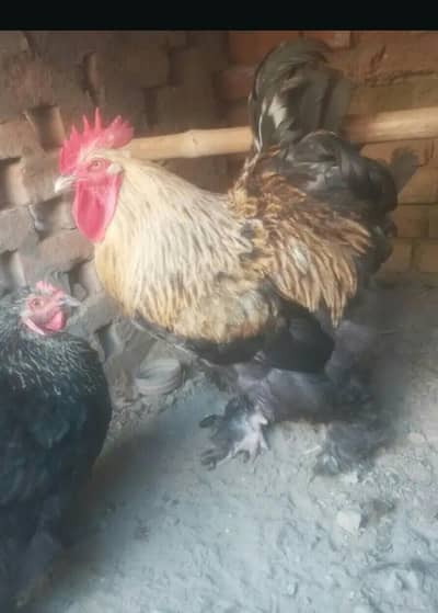 white polish male,white buff male and black buff par for sell