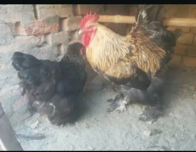 white polish male,white buff male and black buff par for sell