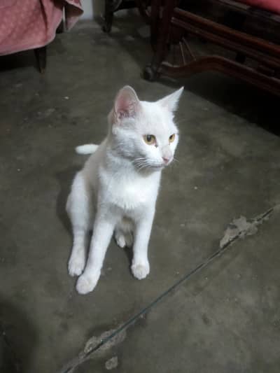 Persian cat double cout with three kittens for sale