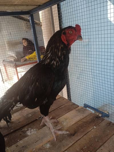 Breeder lassani