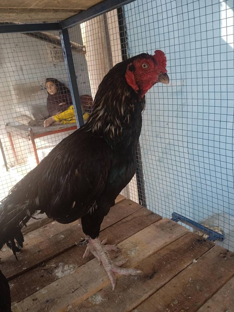 Breeder lassani 0