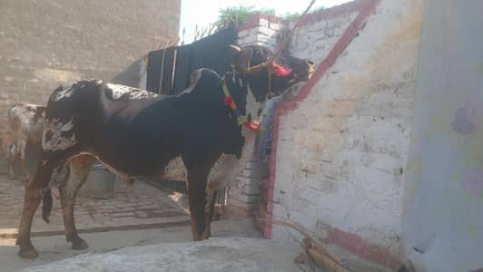 Bull for sale