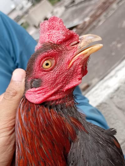 Aseel Mianwali male Murga for sale