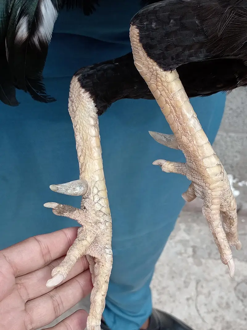 Aseel Mianwali male Murga for sale — photo 2