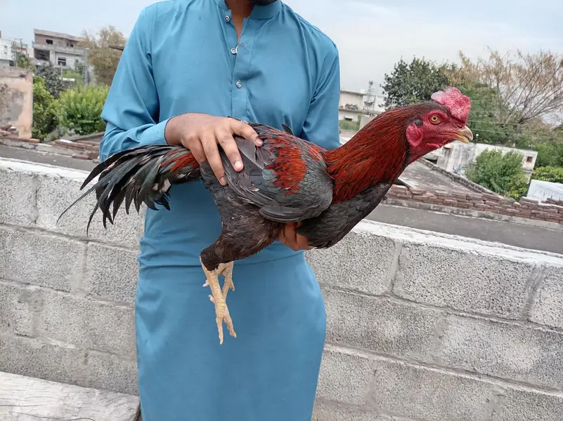 Aseel Mianwali male Murga for sale — photo 3