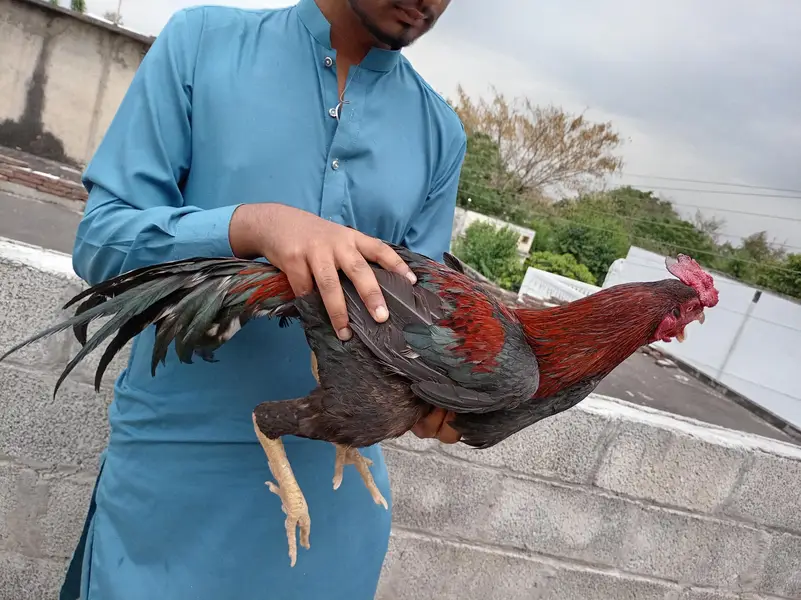 Aseel Mianwali male Murga for sale — photo 4