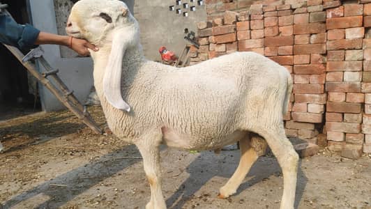 kajla chatra for sale  03244145082