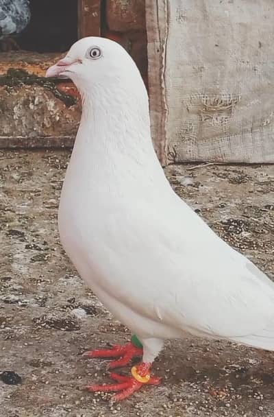 White pair forsale