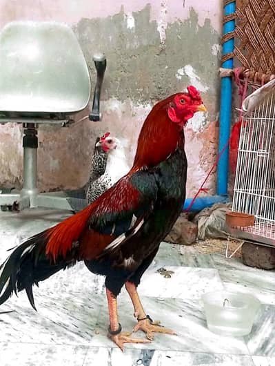egg for sale aseel pair 8 eggs
