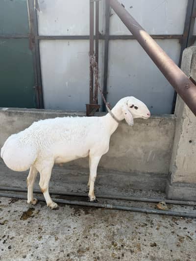 Dumba for sale
