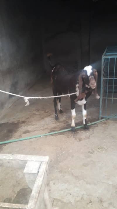 قربانی کا بکرا
