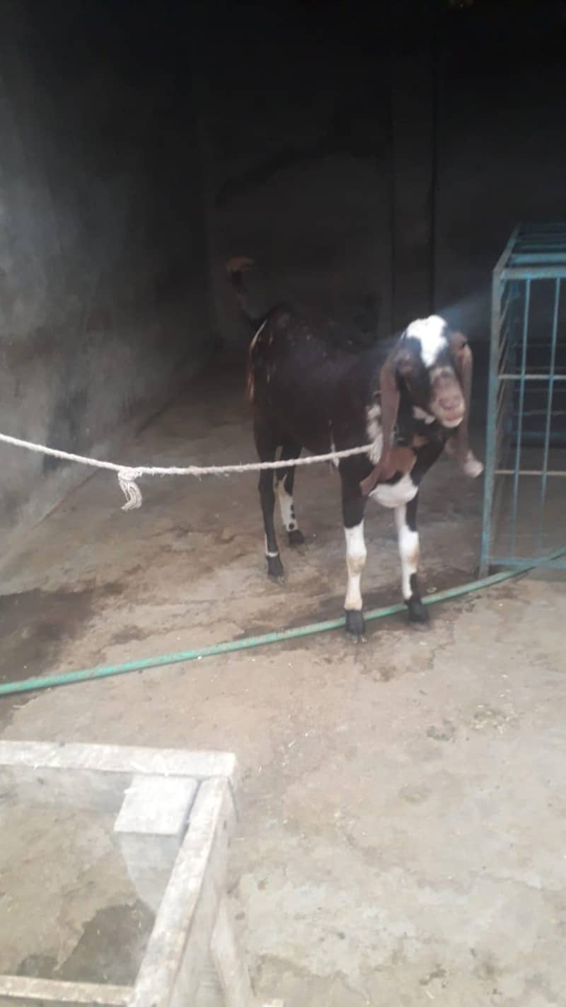 قربانی کا بکرا 0