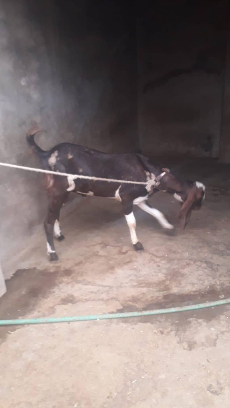 قربانی کا بکرا 1