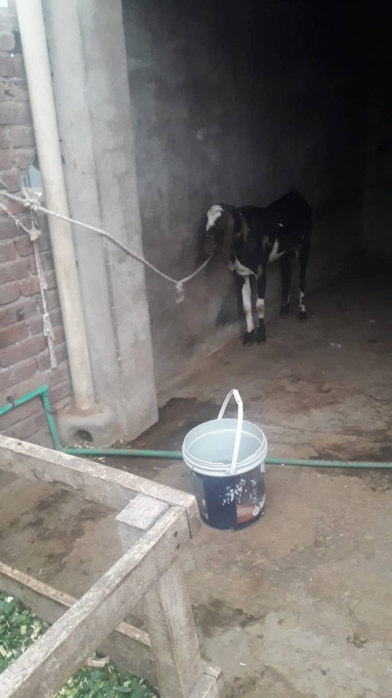 قربانی کا بکرا 2