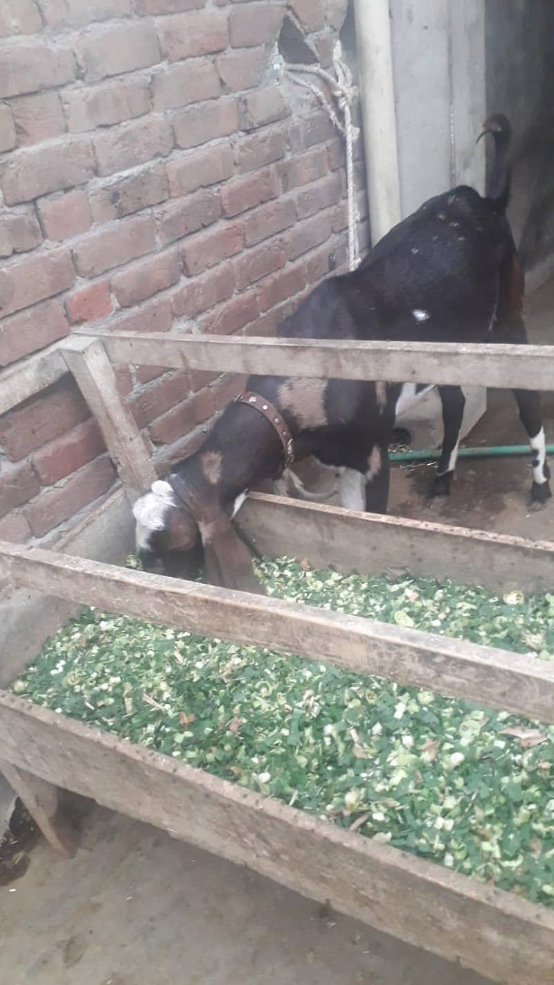 قربانی کا بکرا 4