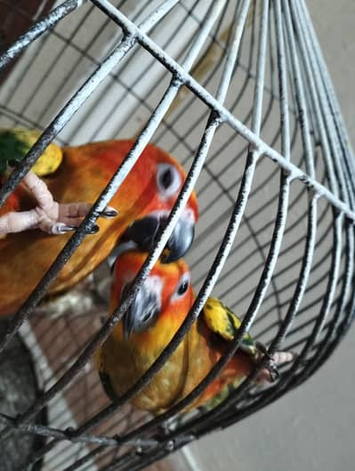 suncounre tame pair