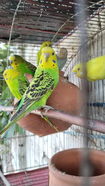 Australian parrots
