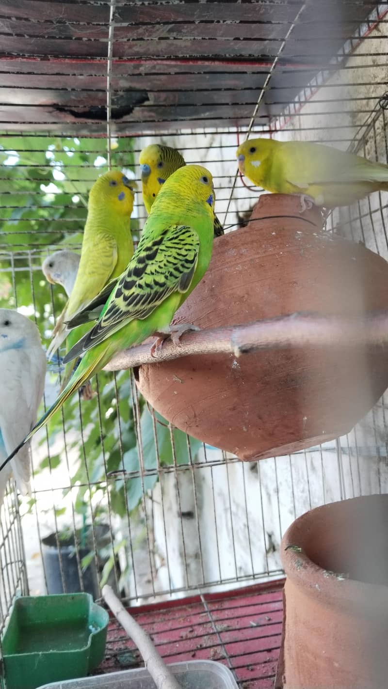 Australian parrots 1