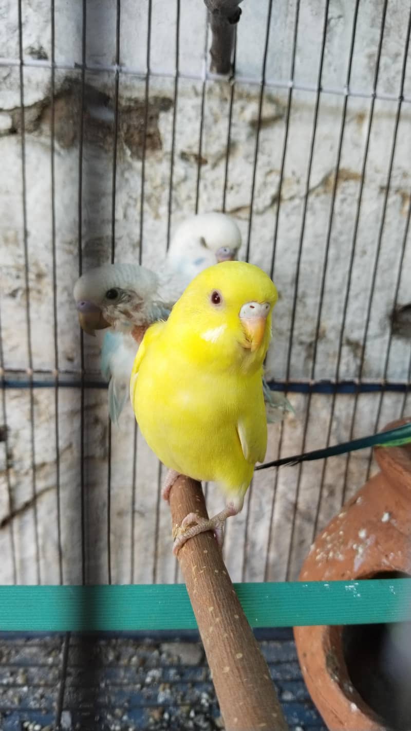 Australian parrots 3