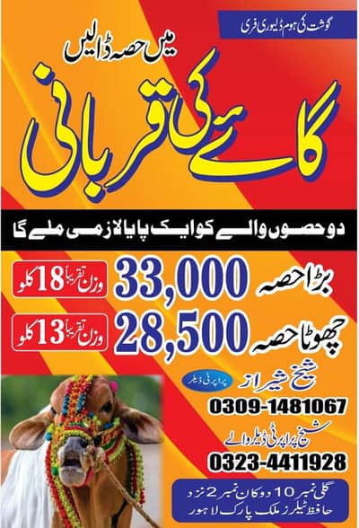 Qurbani hissa ( cow / Bull ) - ijtamai qurbani | Bachra | Vacha |Goat