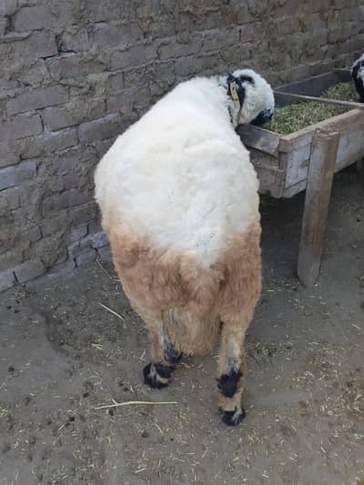 Bakra