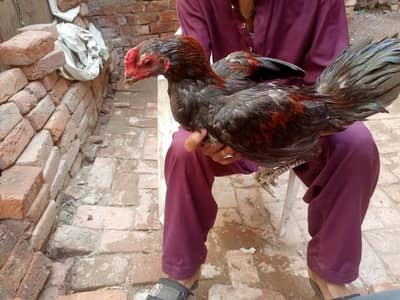 burmi or Thai murga for sale