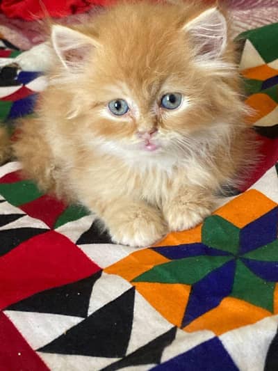 triple coated persian cat