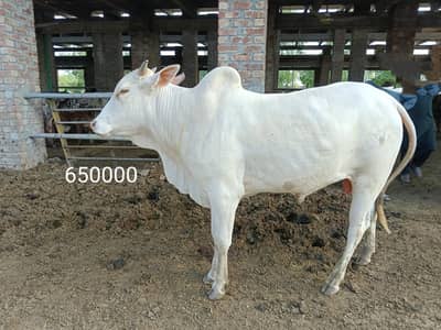 BULL COW WACHA FOR QURBANI 03104594900 /03476585599