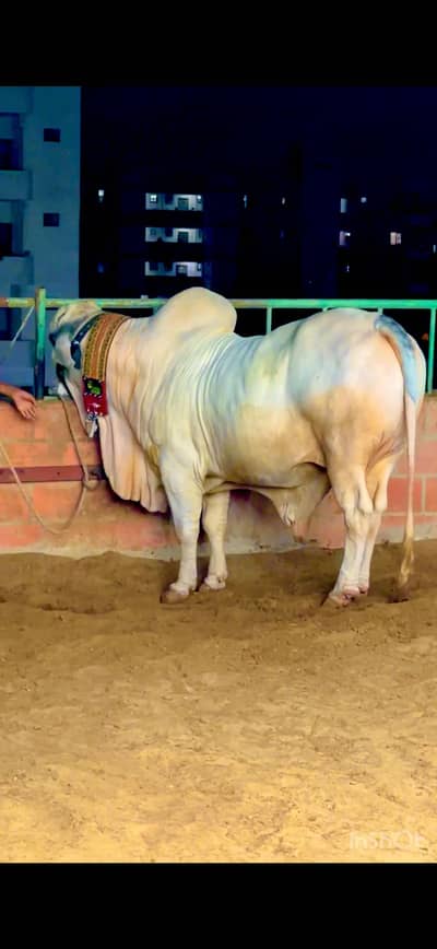 Farm ka bachra 12 man weight