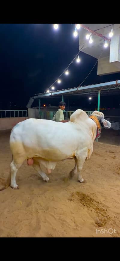 Farm ka bachra 12 man weight