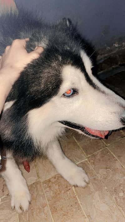 active puppy huskysiberian health puppy