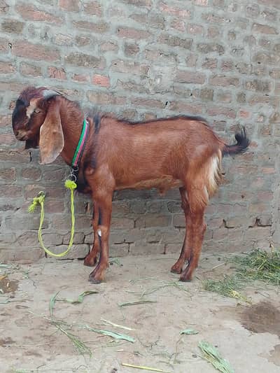 Qurbani goat male for sell