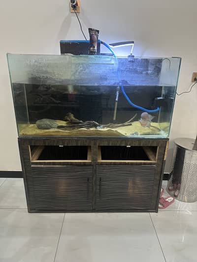Big Flowerhorn SRD (super red dragon) FULL SETUP ALSO AVAILABLE