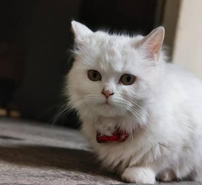 percian cat for sale