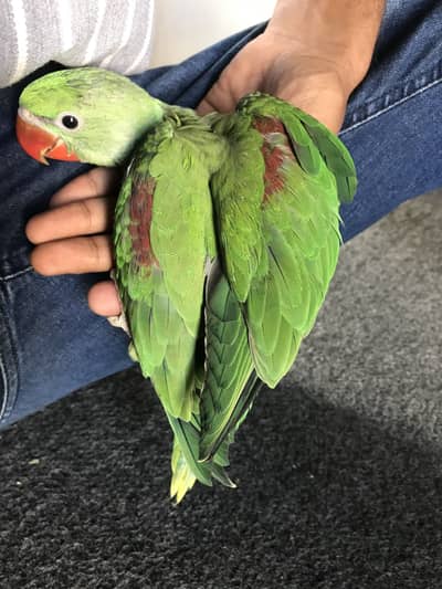 Alexandrine Raw Jumbo Size Chick Fully Coated