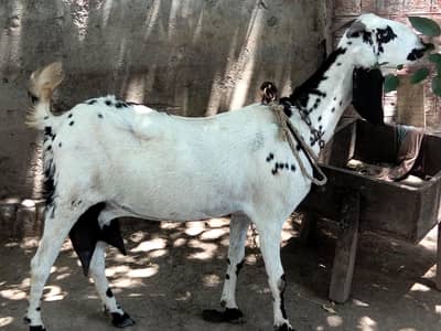 1.5 literDoodh wali Desi doghli bakri for sale 03230010522
