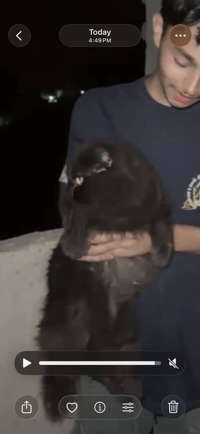 Black cat
