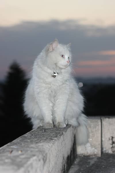 Cat blue eye
