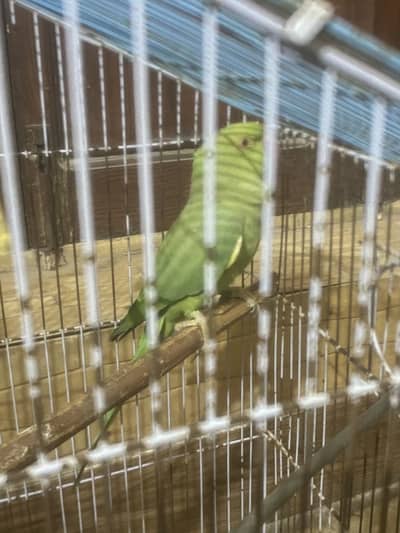 Parrort with cage