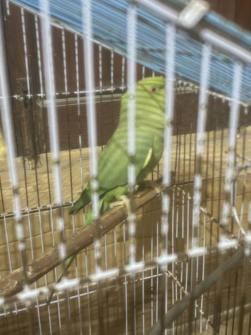 Parrort with cage 0