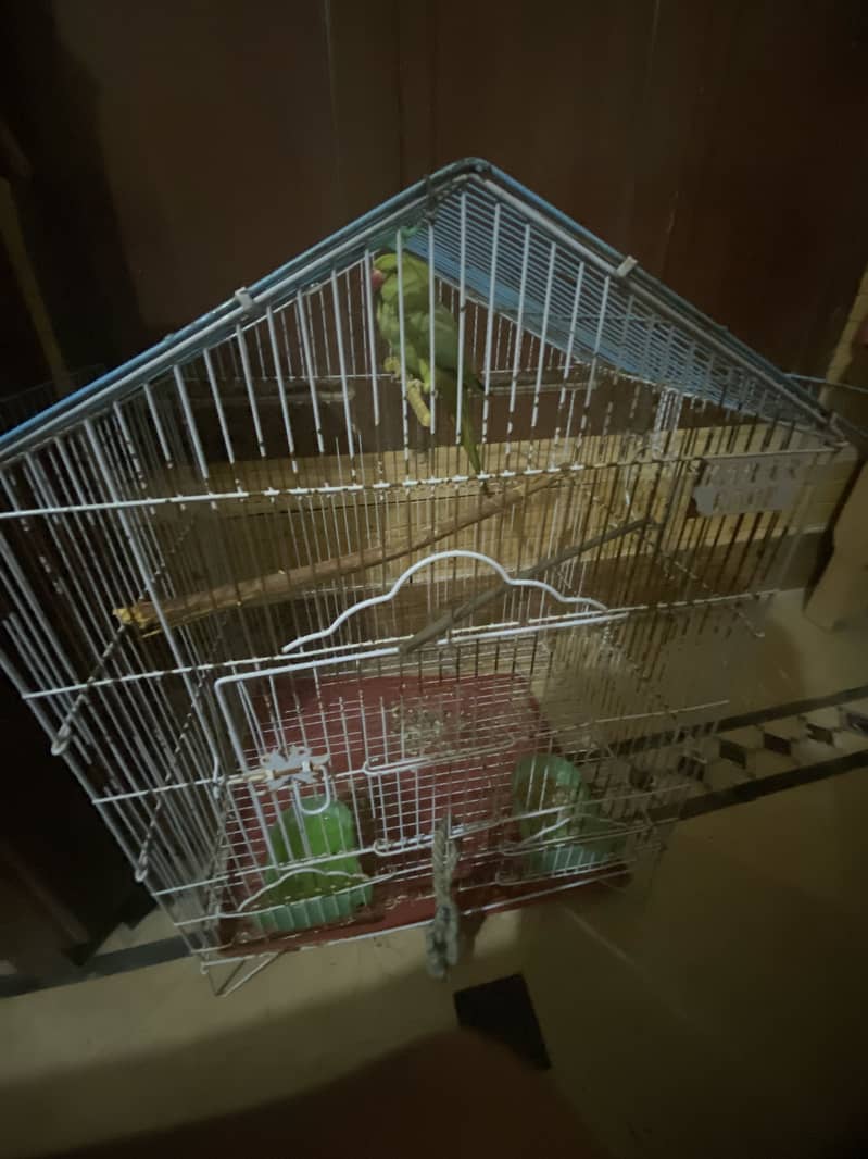 Parrort with cage 1